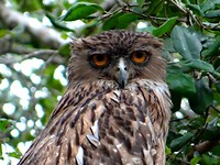 Yala national park