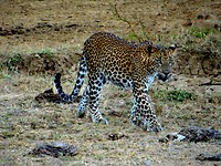 Yala national park