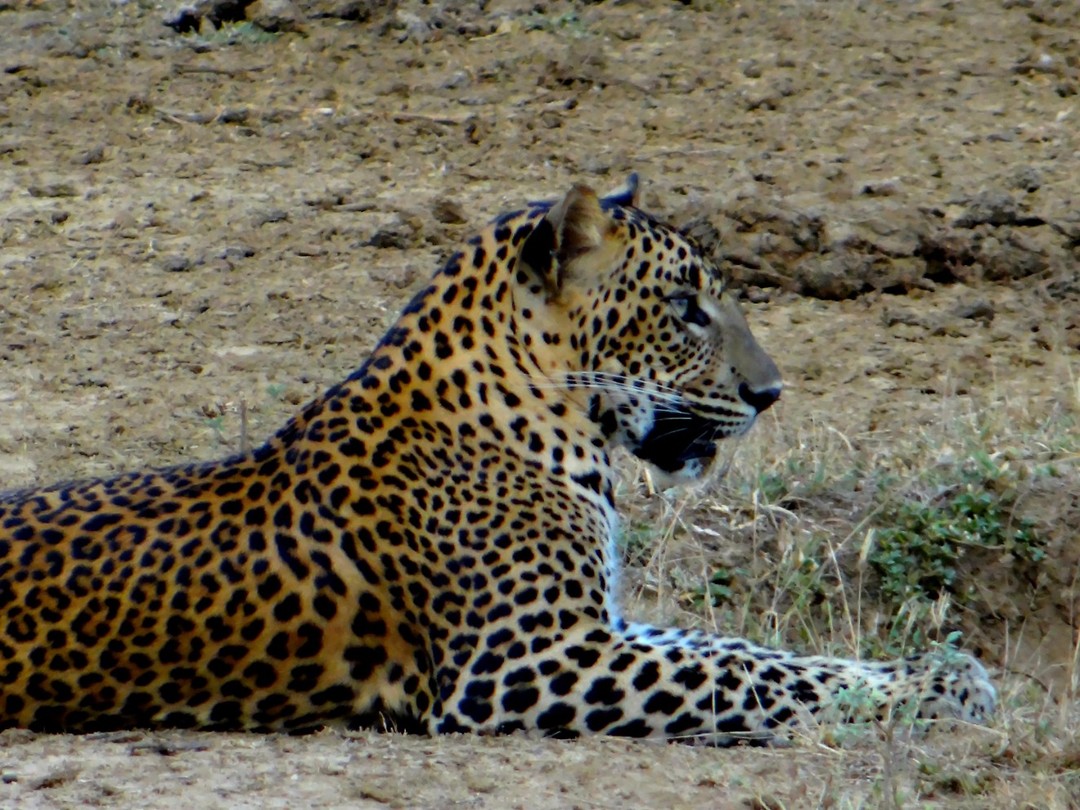 Yala national park
