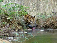 Yala national park