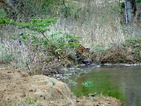 Yala national park