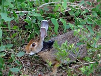 Yala national park