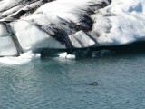 Glacier Lagoon met zeehondje