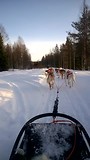 066d husky safari