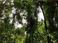 Jungle trekking, Gunung Leuser National Park