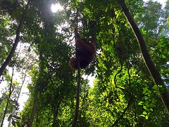 Jungle trekking, Gunung Leuser National Park