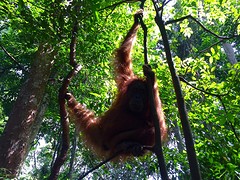 Jungle trekking, Gunung Leuser National Park