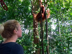 Jungle trekking, Gunung Leuser National Park