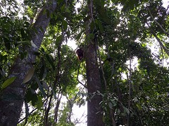 Jungle trekking, Gunung Leuser National Park