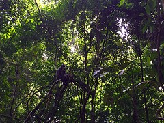 Jungle trekking, Gunung Leuser National Park