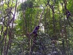 Jungle trekking, Gunung Leuser National Park