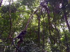 Jungle trekking, Gunung Leuser National Park