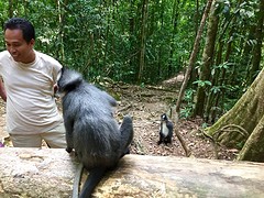 Jungle trekking, Gunung Leuser National Park