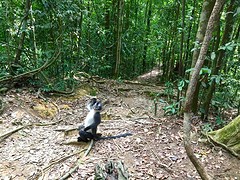 Jungle trekking, Gunung Leuser National Park