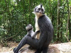 Jungle trekking, Gunung Leuser National Park