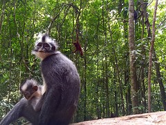 Jungle trekking, Gunung Leuser National Park
