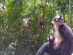 Jungle trekking, Gunung Leuser National Park