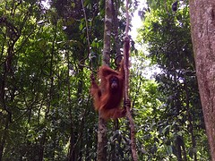 Jungle trekking, Gunung Leuser National Park