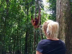 Jungle trekking, Gunung Leuser National Park
