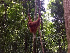 Jungle trekking, Gunung Leuser National Park