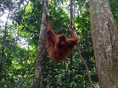 Jungle trekking, Gunung Leuser National Park