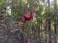 Jungle trekking, Gunung Leuser National Park