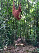 Jungle trekking, Gunung Leuser National Park