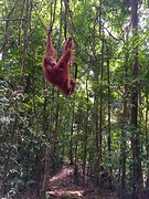 Jungle trekking, Gunung Leuser National Park