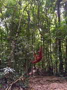 Jungle trekking, Gunung Leuser National Park