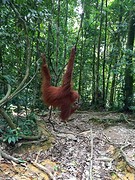 Jungle trekking, Gunung Leuser National Park