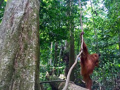 Jungle trekking, Gunung Leuser National Park