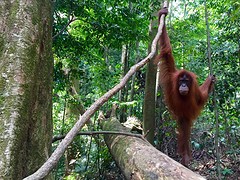 Jungle trekking, Gunung Leuser National Park