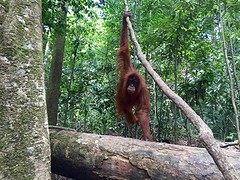 Jungle trekking, Gunung Leuser National Park