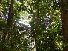 Jungle trekking, Gunung Leuser National Park