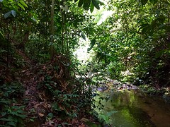 Jungle trekking, Gunung Leuser National Park