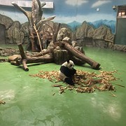 Panda 1