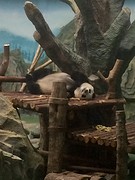 Panda 2