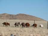 Wilde paarden
