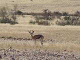 wilde dieren