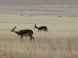 wilde dieren