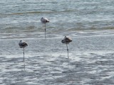 Walvisbay