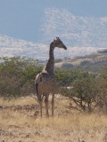 Een giraffe kruist ons pad