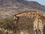 giraffes