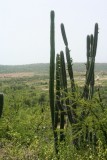 Coro