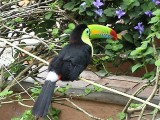 Hato