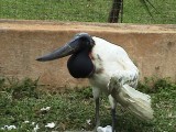 Hato Safari