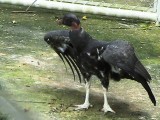 Hato Safari