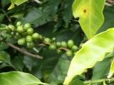 koffieplantage