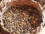 koffieplantage