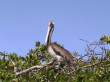Morrocoy